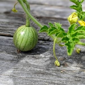 Meet your Posher, Hons